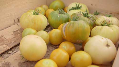 巴黎的城市农业