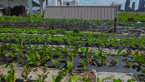 在纽约市区种田