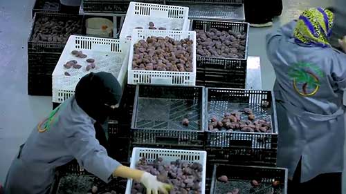 沙特的农田绿洲