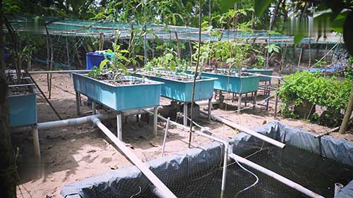 一个鱼菜共生系统