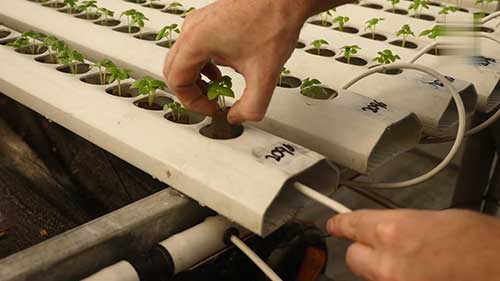 可持续屋顶农场