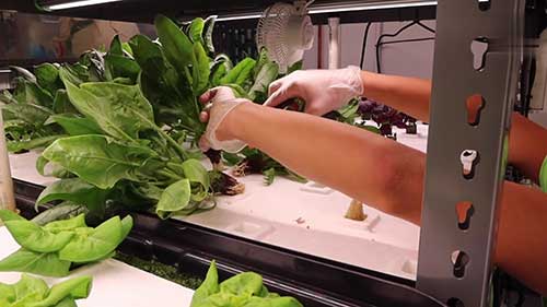 水培农产品制作的学生餐