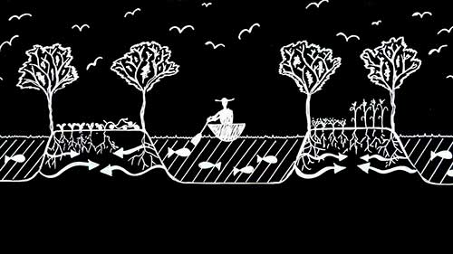 Chinampas农业系统和现代农业