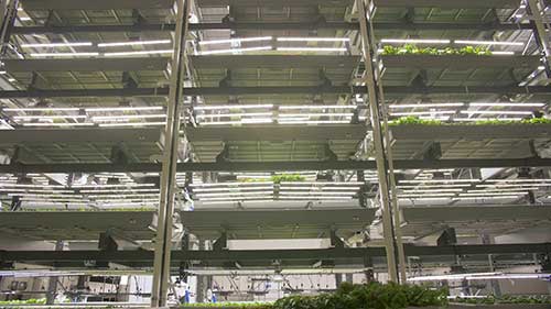 LED种植灯和高效种植