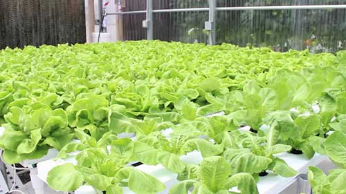 水培技术种生菜