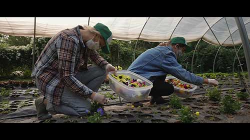 城市农业和蔬菜农场