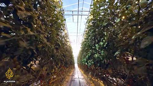 冰岛的可持续粮食生产