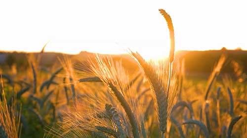 数字技术和加拿大农业