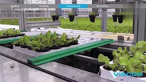 无土栽培的土豆农场