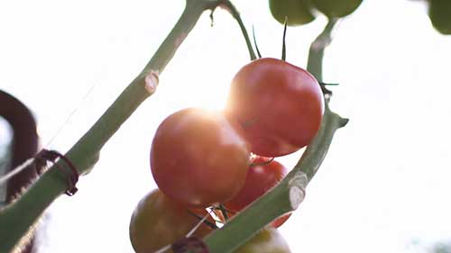 海水浇灌的番茄农场