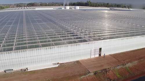 节水的无土室内番茄农场