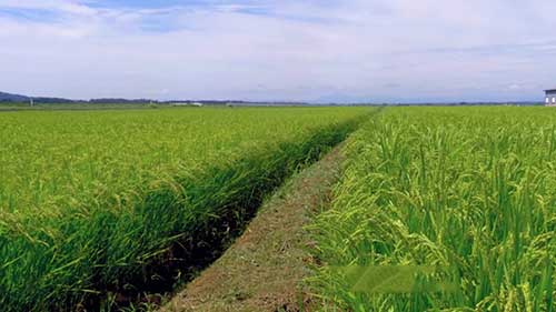 日本农业新未来