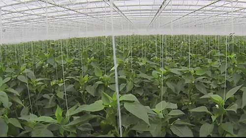 辣椒，从农场到餐桌