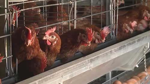 一座自动化鸡蛋农场