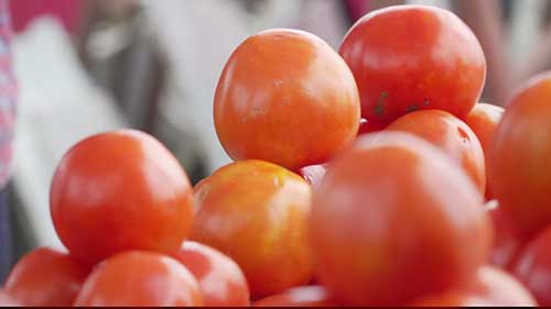 番茄的采后管理