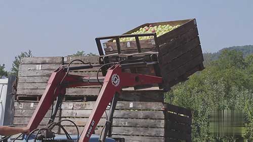 苹果农场的生产过程