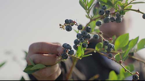 集成蓝莓解决方案