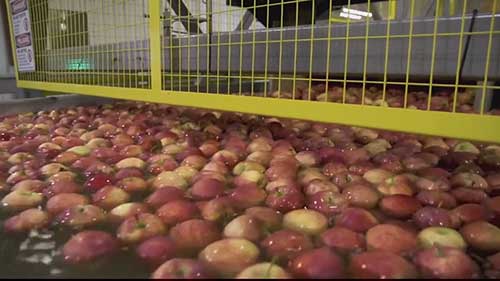 一家苹果销售公司