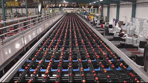 苹果生产包装新方法