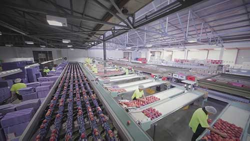 新西兰MrApple公司