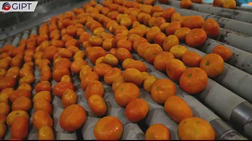 可食用果蔬涂层