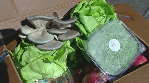 运送新鲜农产品的项目