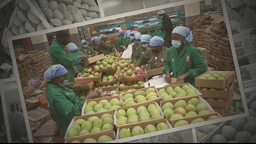 肯尼亚最大的果蔬出口公司
