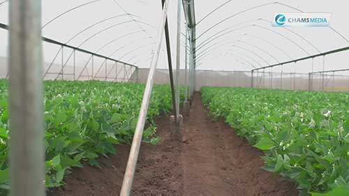 Sunripe果蔬出口公司