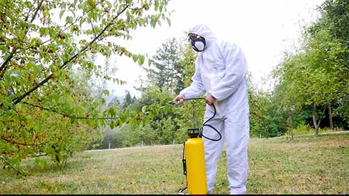 塞拉山脉地区的水果出口