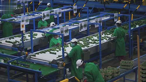 肯尼亚牛油果出口