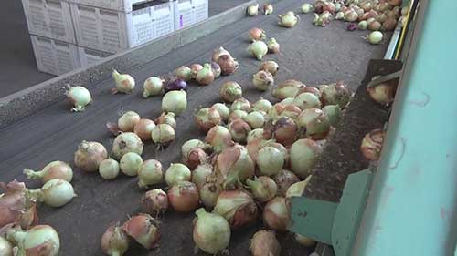 洋葱加工和包装流程