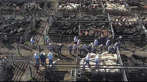 了解美国肉类行业