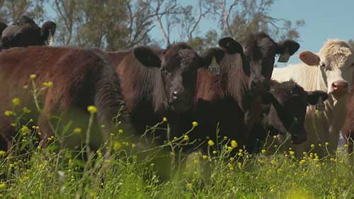 澳洲MSA肉类分级