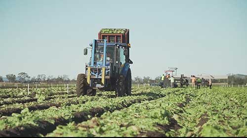 了解澳洲蔬菜供应链