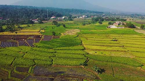 食品供应链是什么