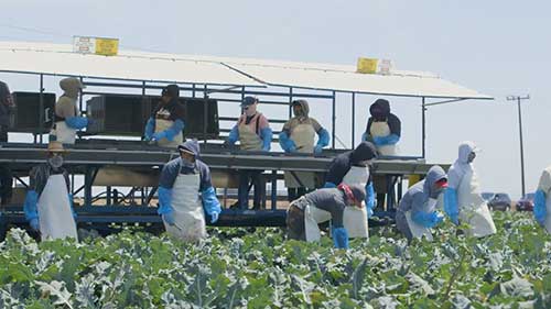 生鲜农产品安全生产