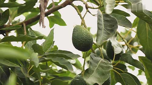 健康而高价的牛油果