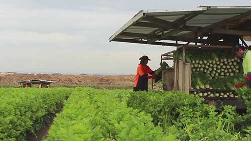 澳洲的蔬菜出口