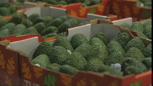 Sunnyspot牛油果公司