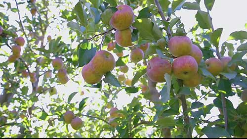 南非的水果产业