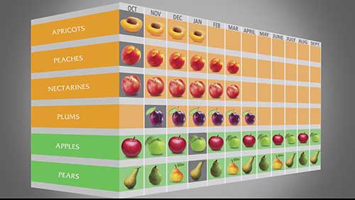 水果出口和技术支持