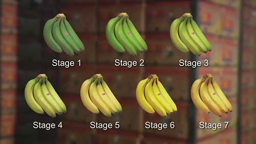 如何帮助香蕉成熟