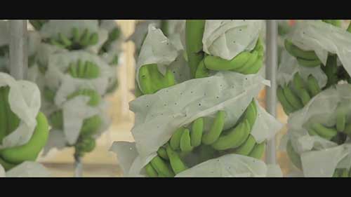 菲律宾香蕉出口