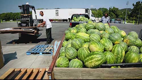 农产品捐献给食物银行