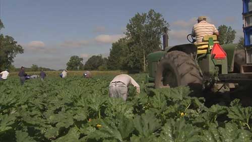 家庭农场的生鲜供货