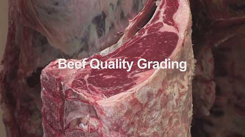 美国农业部牛肉质量分级