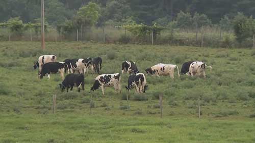 牲畜运输相关知识