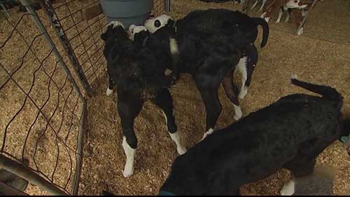 澳洲牛肉和乳制品供应链