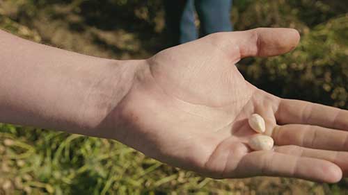 优质花生的供应