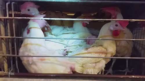 了解美国的鸡蛋行业